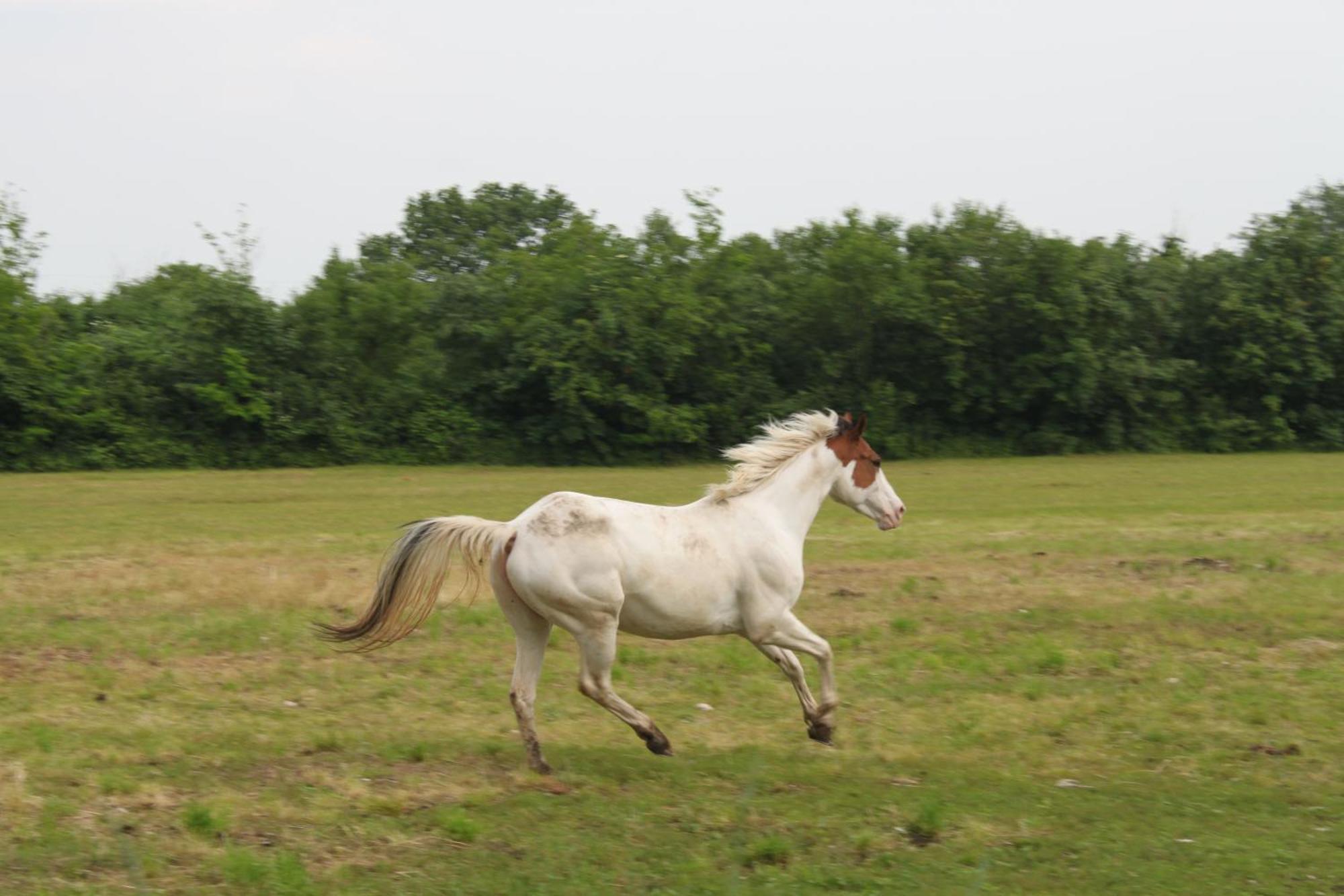 Agriturismo Al Ranch 카스텔로 다비아노 외부 사진