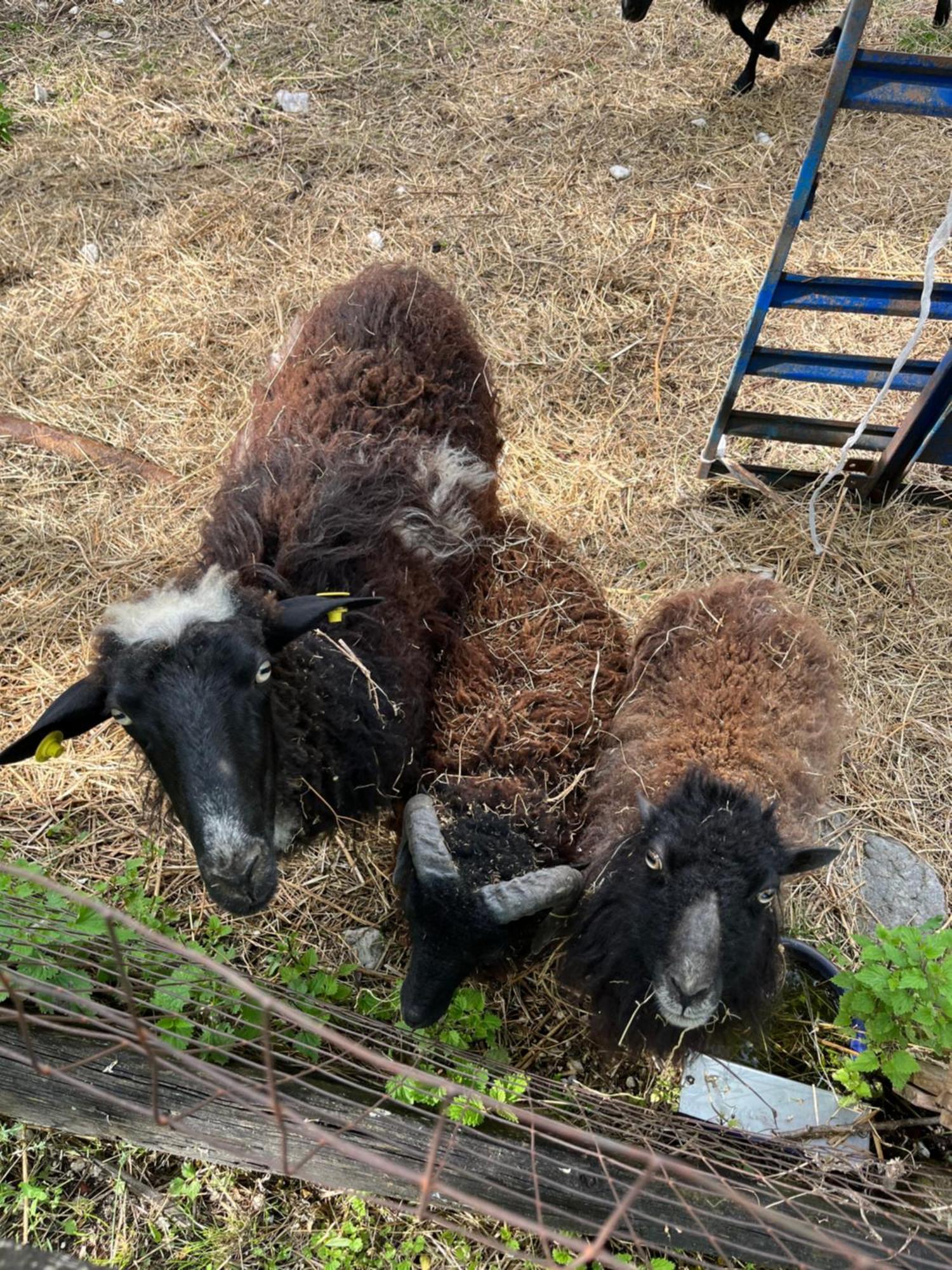 Agriturismo Al Ranch 카스텔로 다비아노 외부 사진