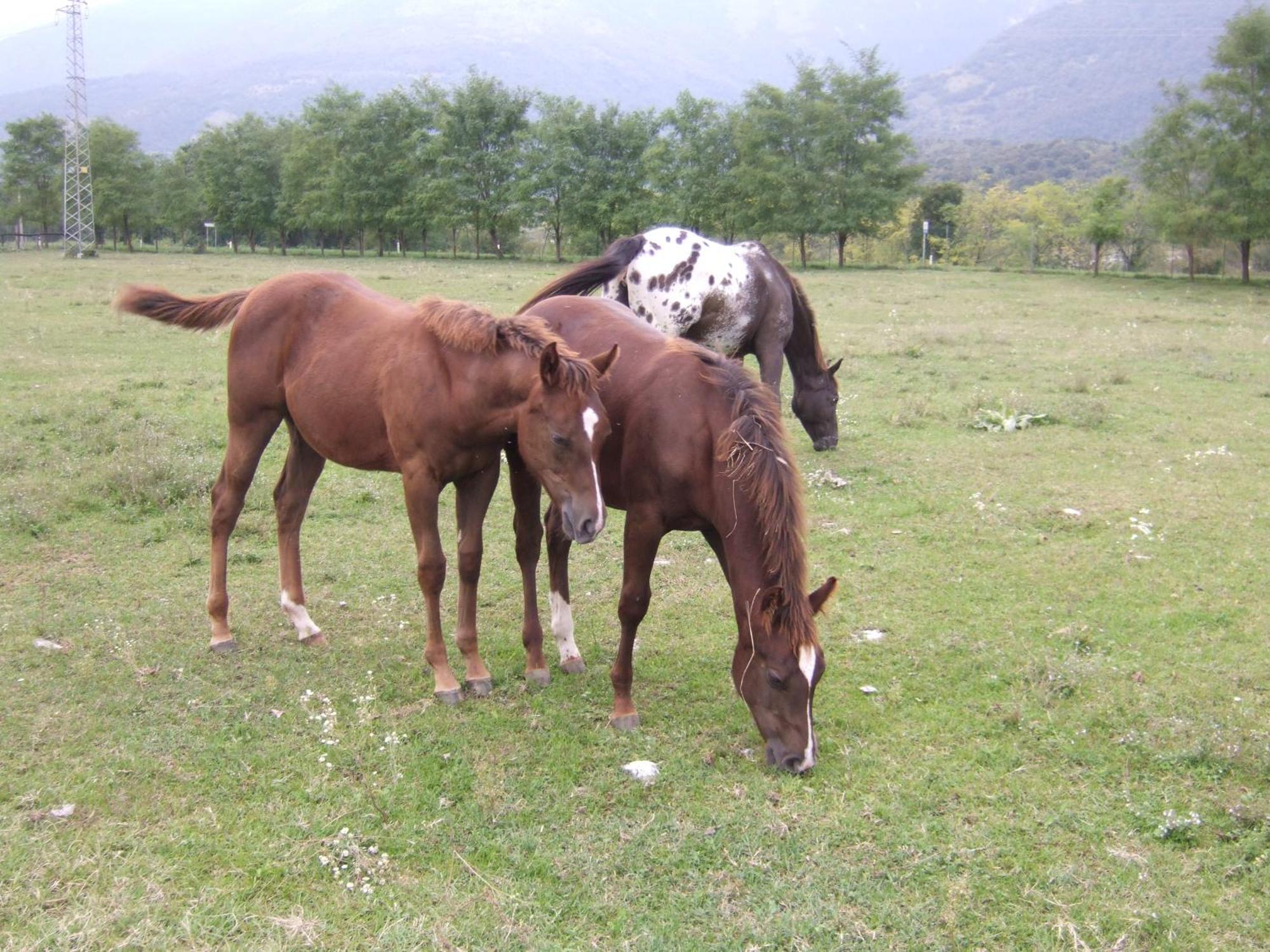Agriturismo Al Ranch 카스텔로 다비아노 외부 사진