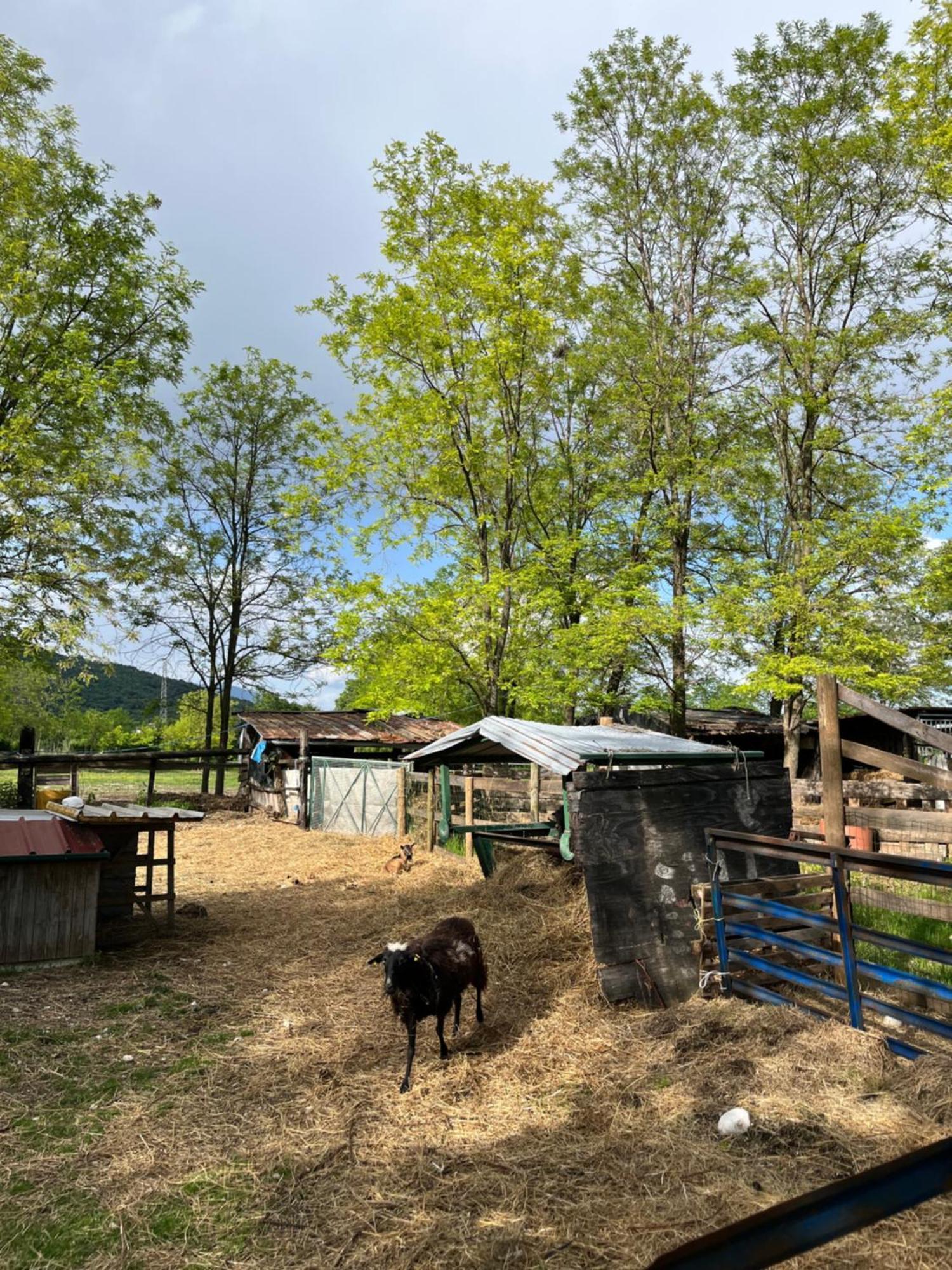 Agriturismo Al Ranch 카스텔로 다비아노 외부 사진